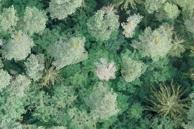 Eine Drohne erhebt dafür Daten des Baumbestands, die Informatiker*innen mit Ansätzen der Künstlichen Intelligenz auswerten. Das Bild zeigt zum Beispiel den Stadtwald Bamberg von oben.